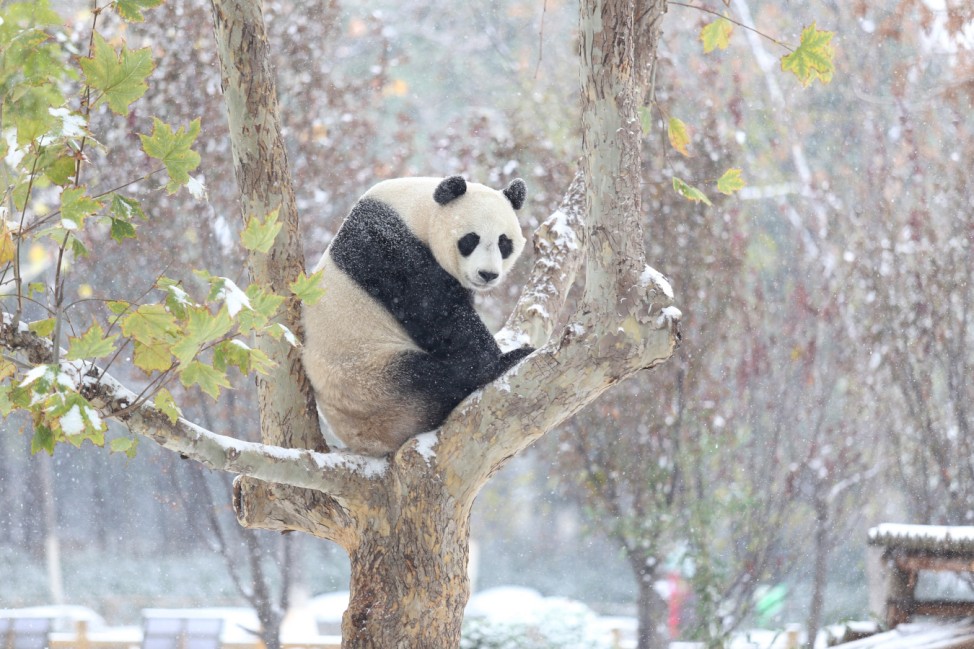 A giant panda sits on a tree during the first snow in Jinan