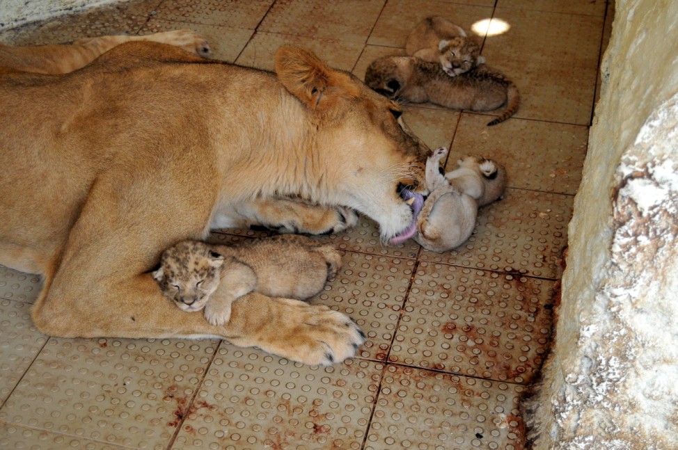 African lioness Rani gives birth to 5 cubs in Multan