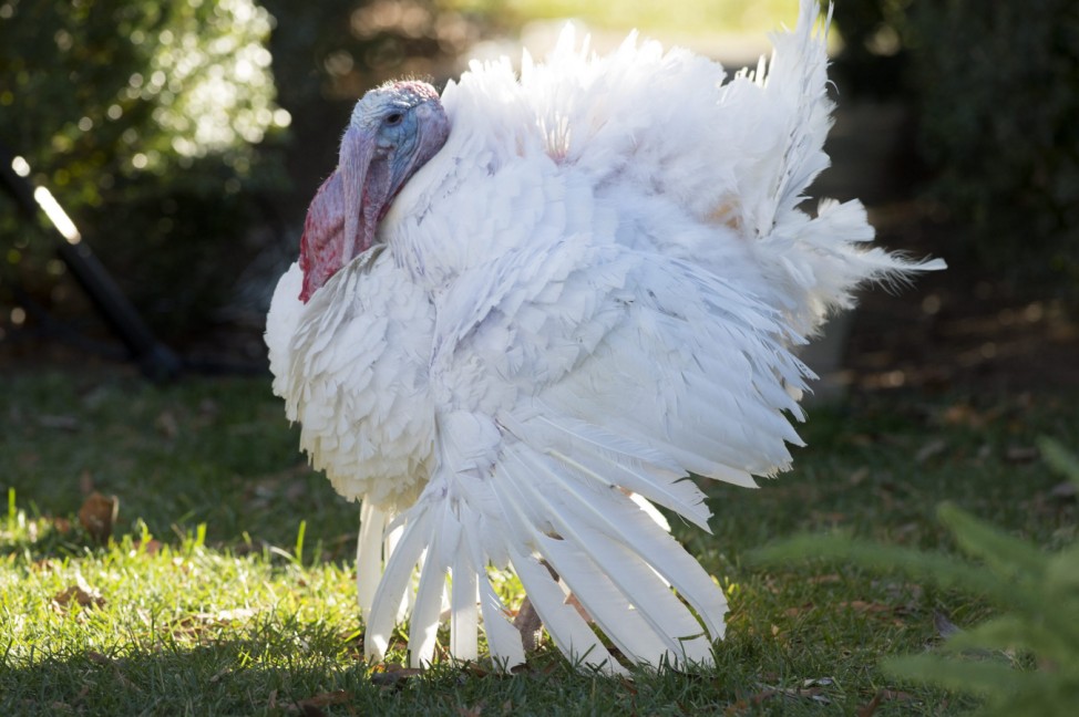 Obama pardons the National Thanksgiving Turkey in a ceremony in t