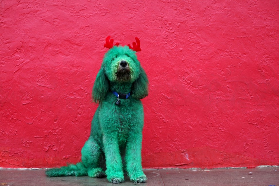 A dog, with his fur dyed green and wearing antlers made out of red fabric, poses for a photograph before participating in the Thanksgiving Day Parade in El Paso, Texas