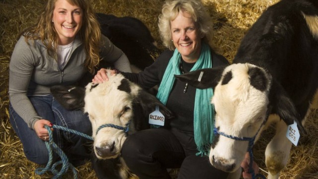 Biotechnologie: Holsteiner-Kälbchen kommen dank einer genetischen Veränderung ohne Anlagen für Hörner auf die Welt.
