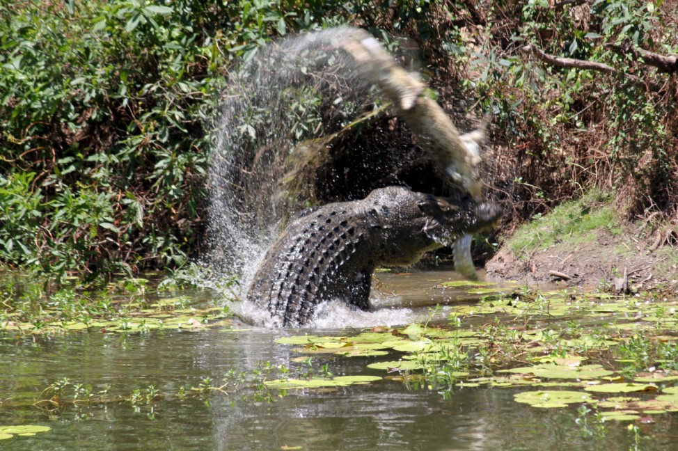 A saltwater crocodile throws another crocodile in the air before eating it at the Catfish Waterhole in the Rinyirru (Lakefield) National Park located in northern Queensland, Australia