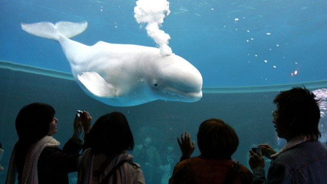 Visitors watch Beluga whales at Hakkeijima Sea Paradise in Yokohama, south of Tokyo