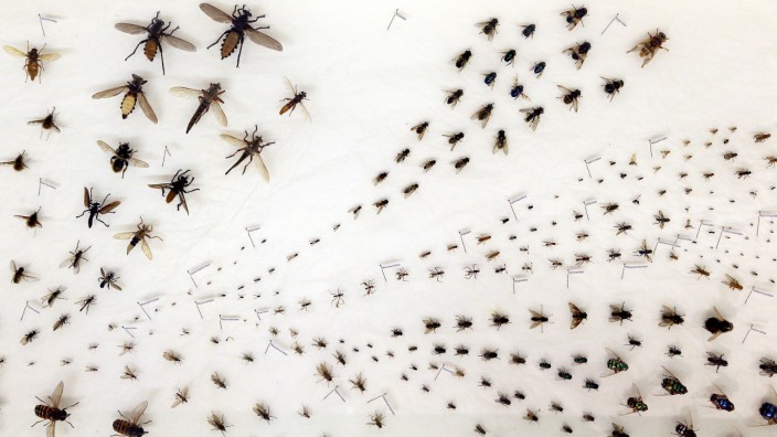 Fliegen-Ausstellung im Naturkundemuseum