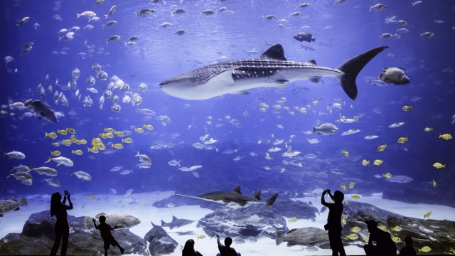 Essay: Das Georgia Aquarium in Atlanta, USA, zählt zu den größten der Welt - hier kann man unter anderem Walhaie und Belugas bewundern.
