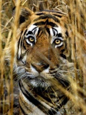 Tiger in Indien - Raubkatzen in Gefahr