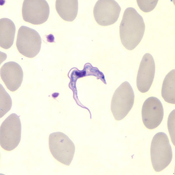 Trypanosoma brucei