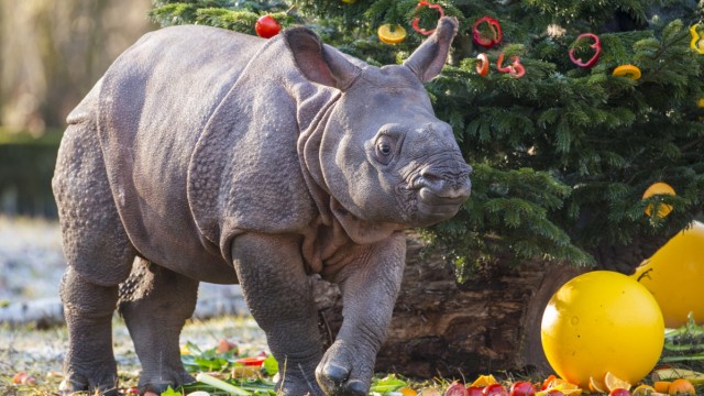 Panzernashorn-Nachwuchs freut sich über Weihnachtsbaum; Tierpark Hellabrunn Nashorn Rapti Puri