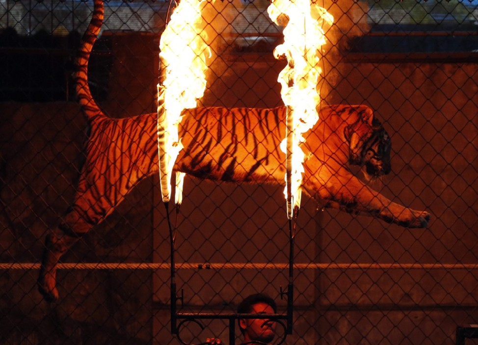 Tiger show in Koh Samui