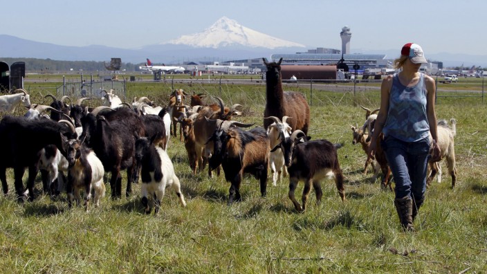 Briana Murphy, a shepherdess herds goats at the Portland International Airport in Portland