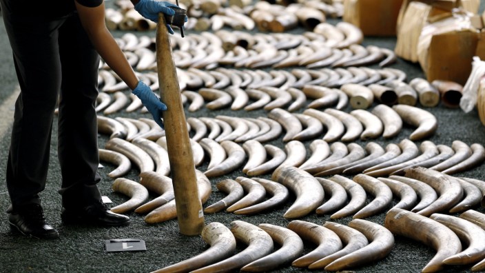Tusks seized by Thai authorities