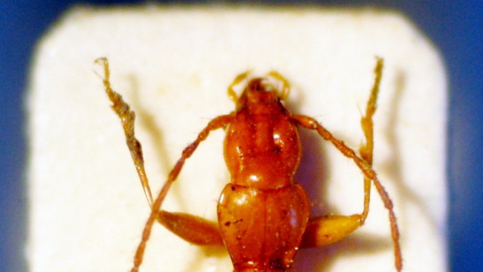 Zoologie: Wenn Neonazis Käfer sammeln, dann diesen: Anophthalmus hitleri.