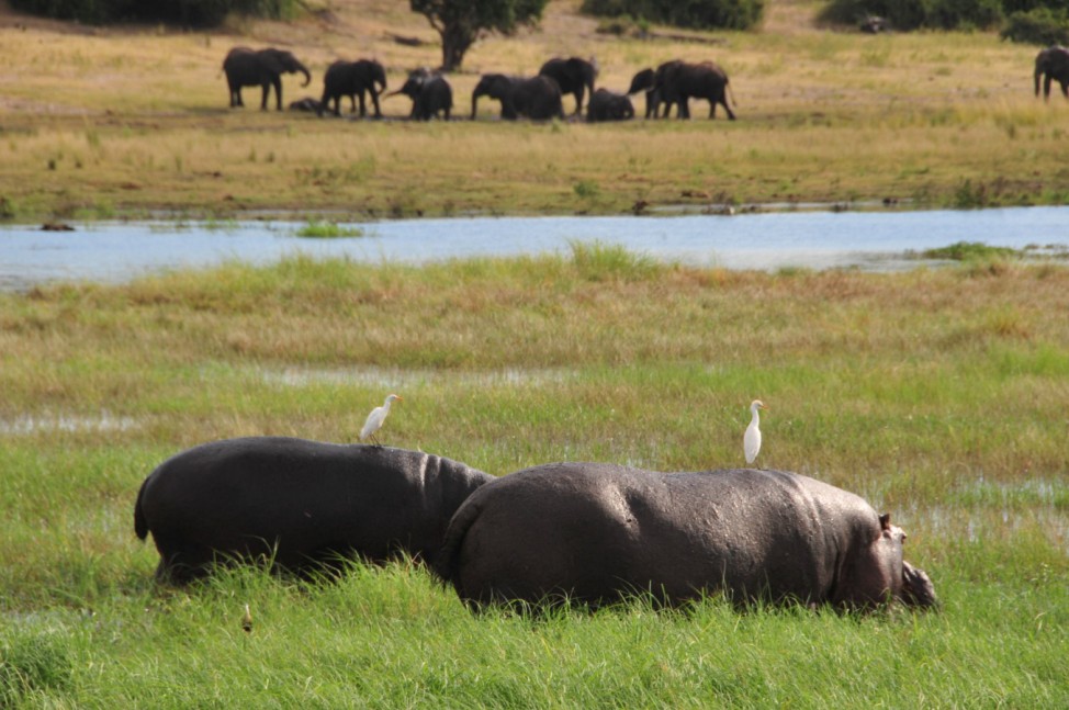 150325 BOTSWANA Two rhinoceros are seen in the Chobe National Park northern Botswana March