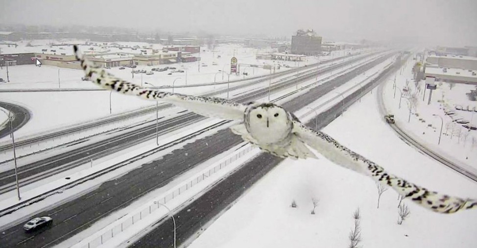 A snowy owl is seen approaching a Canadian road network surveillance camera on Highway 40 on the West Island of Montreal, Canada