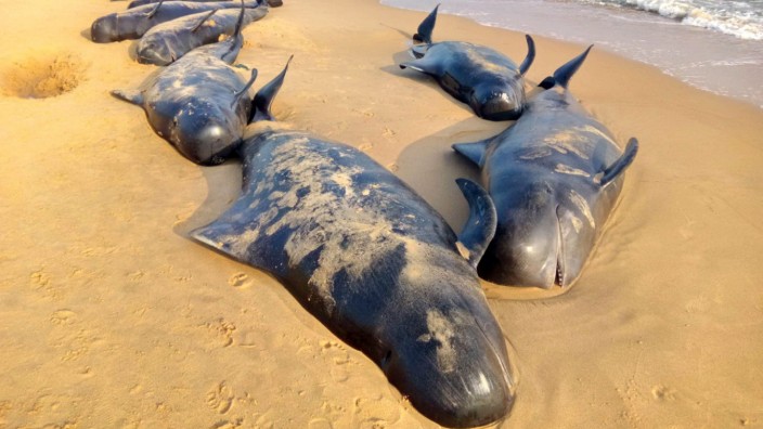 Pilot whales swept ashore a beach in Tamil Nadu