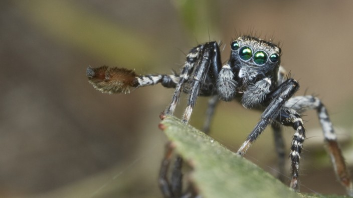 Balztanz von Spinnen: Die Springspinne flirtet eher subtil