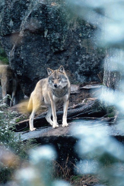 Schweden: Jagdsaison: In Schweden sollen von Anfang Januar bis Mitte Februar insgesamt 46 Wölfe geschossen werden.