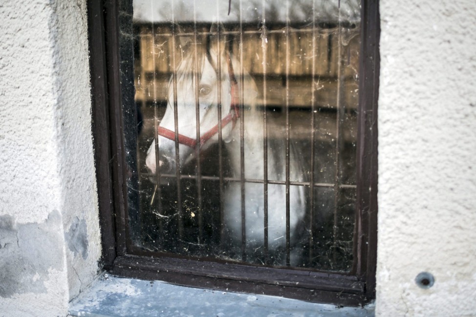 Hungarian horses for China