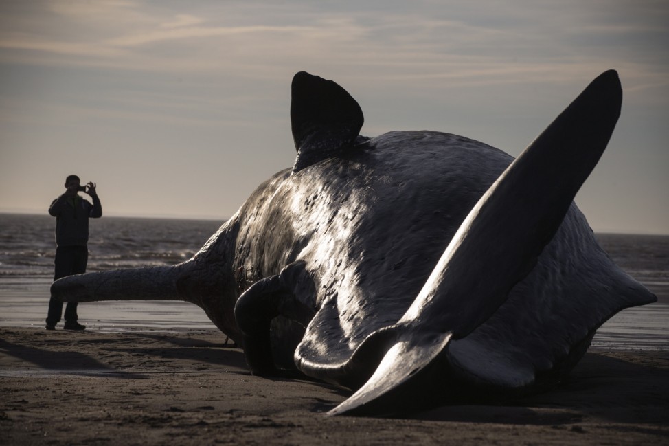 Sperm Whales Beached In Skegness