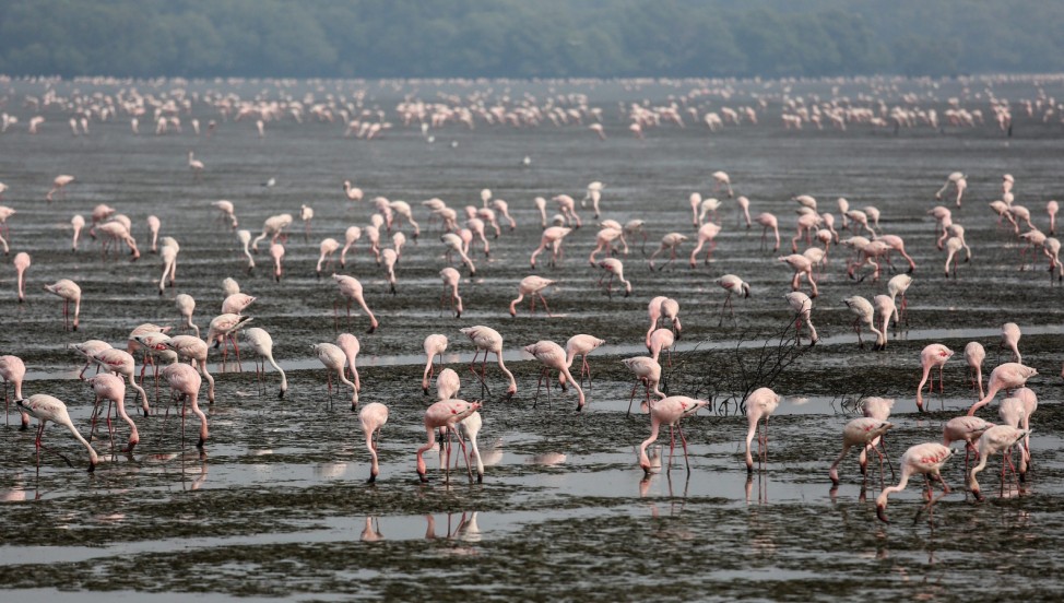 Migratory birds in India