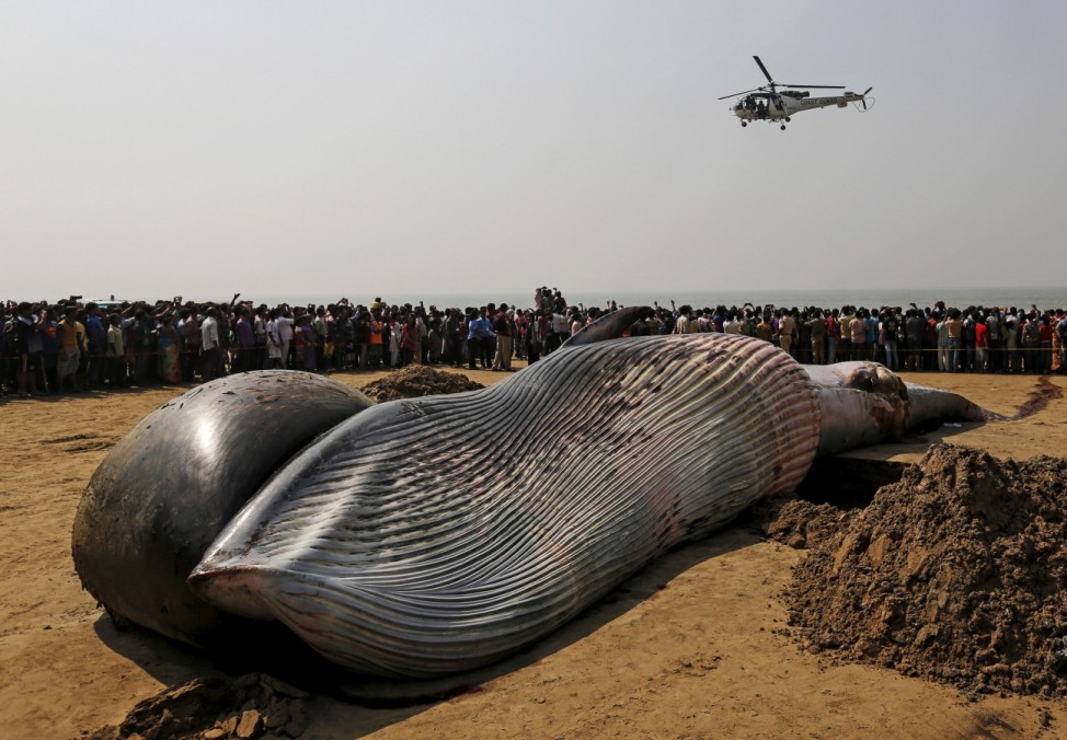 A coast guard helicopter flies over the carcass of a dead whale on a beach along the Arabian Sea in Mumbai