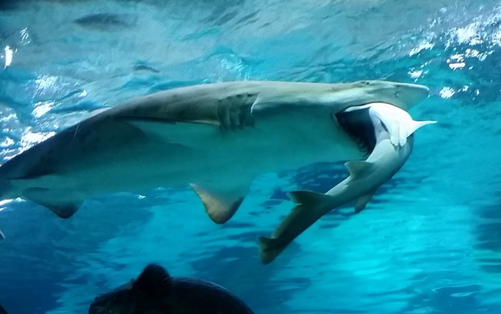 Sand tiger shark eats banded hound shark