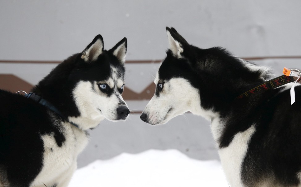 Huskies are seen during a dog sled festival called 'The North Dogs' near Oktyabr village