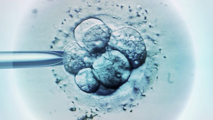 Embryo selection for IVF light micrograph Embryo selection for IVF light micrograph PUBLICATIONxIN