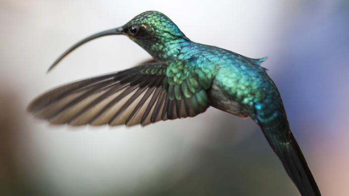 Hummingbirds Of Costa Rica
