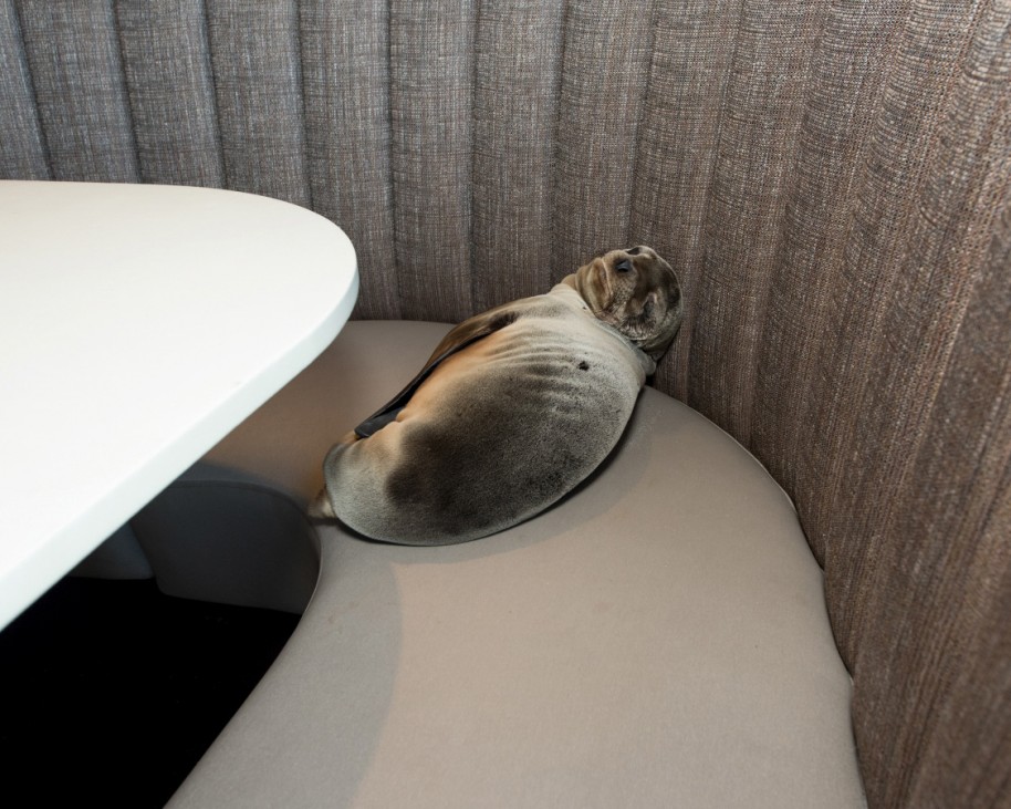 An eight-month-old female California sea lion pup is seen after being found sleeping in a booth in the dining room of the iconic Marine Room restaurant in La Jolla