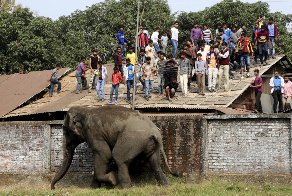 People watch from a rooftop as a wild elephant runs after it was tranquilized in Siliguri