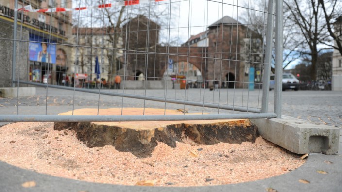 Baumschutz: Reste einer Platane am Sendlinger Tor: Doch auf öffentlichem Grund wurden vergangenes Jahr sogar 70 Bäume mehr gepflanzt als gefällt.