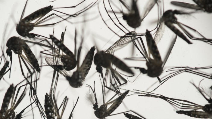 "Gene Drive": Mücken der Art Aedes ägypti übertragen viele Krankheiten, darunter auch Zika.