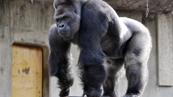 Evolutionsbiologie: Entfernter Verwandter: Das Erbgut von Gorilla und Mann ähnelt sich stärker als gedacht.