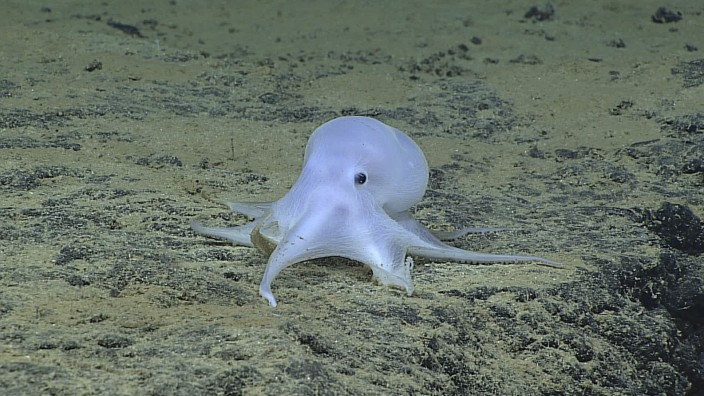 NOAA photo of an incirrate octopod at a depth of 4,290 meters taken by a remotely operated underwater vehicle Deep Discoverer in the Hawaiian Archipelago
