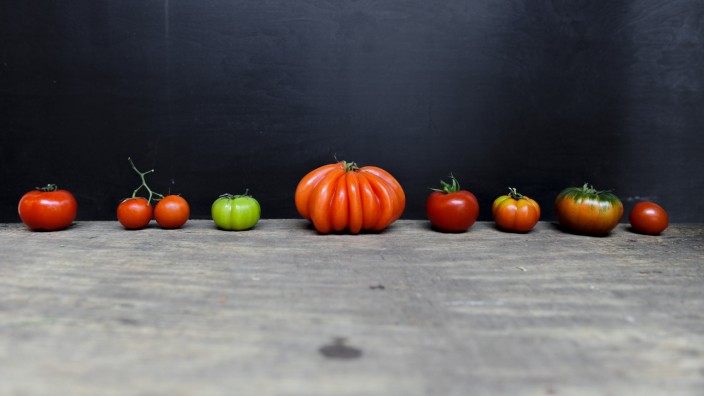 Knifflige Entscheidung: Zwei Kilogramm Tomaten essen die Deutschen pro Kopf und Jahr. Das sagt die Statistik. Gemüse aus der Region ist bei Verbrauchern besonders gefragt.