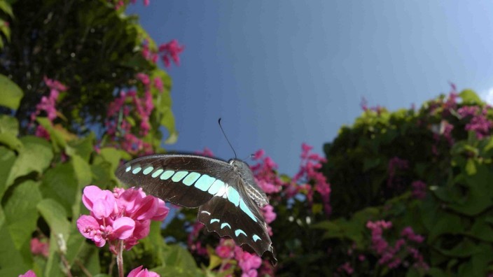 Schmetterlinge: Der Kolibrifalter hat eine besonders hohe Anzahl an verschiedenen Fotorezeptoren.
