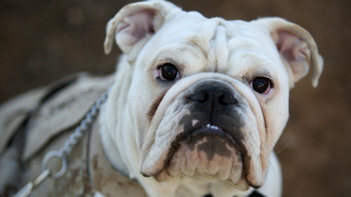 Sept 11 2014 September 11 2014 CAMP PENDLETON CA Six month old English bulldog Smedley Butler