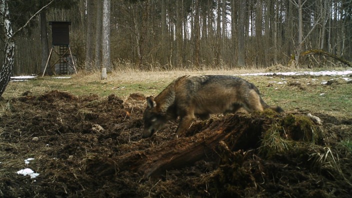 Raubtier in Starnberg: Wölfe, wie dieser im Norden von Starnberg, tauchen immer häufiger im Münchner Umland auf. Die Stadt aber meiden sie.