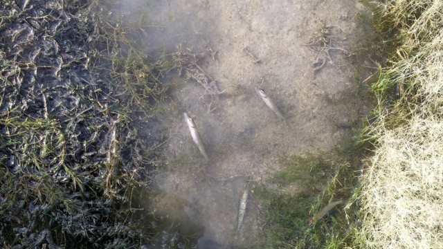 Lenggries: Zahlreichen Tiere verirren sich in die sogenannten Fischfallen, wo sie stecken bleiben und schließlich verenden.