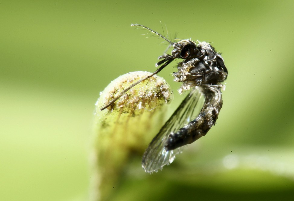 An aedes aegyti mosquitoes is pictured on a leaf in San Jose