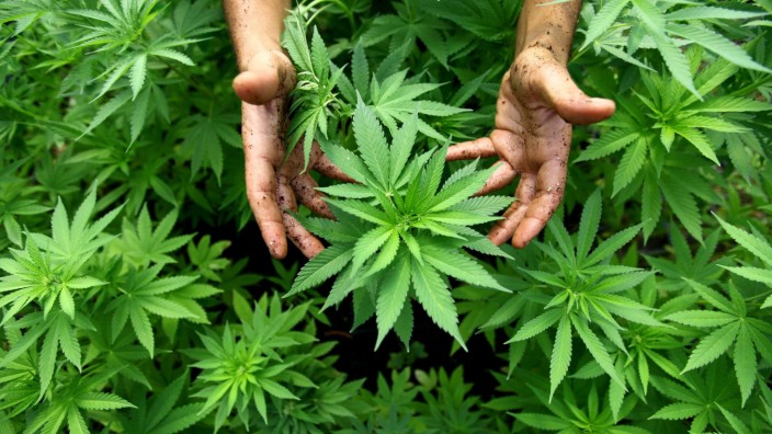 Regierung organisiert Anbau und Handel von Cannabis für Patienten