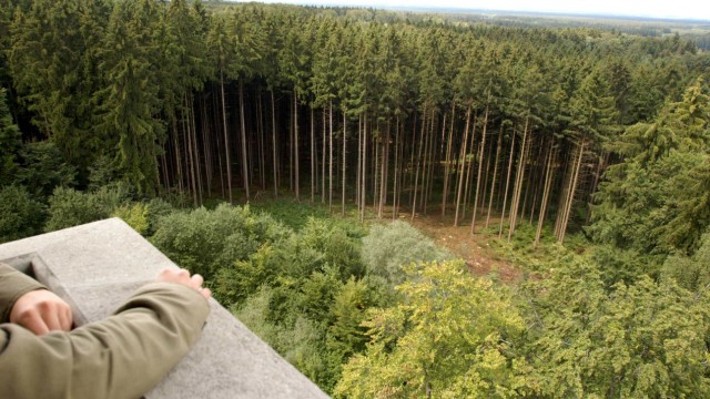 Orkanschäden: Noch ist der Ebersberger Forst vielerorts, wie hier nahe des Aussichtsturms, ein Stangenwald aus lauter Fichten. Künftig soll es auch Laubbäume geben.