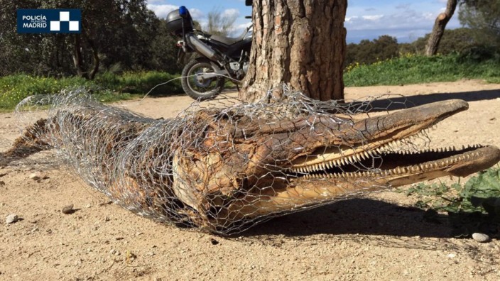 Carcass of possibly a dolphin found in Madrid park near zoo