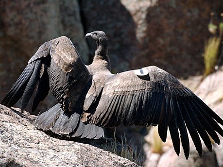 Condor in Patagonien