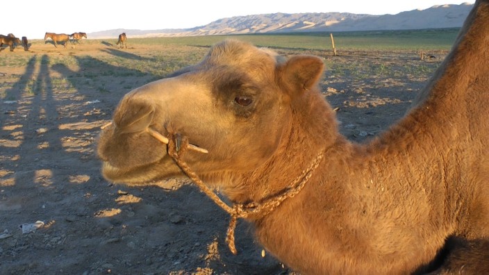 Kamel in der Wüste Gobi, Kurzfilm