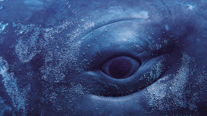 Close up of eye of Sperm whale calf {Physeter macrocephalus} captive; Wal