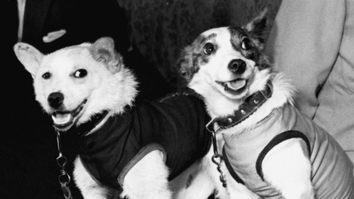 Tiere im Weltall: Belka und Strelka, die wohl süßesten Weltraumhunde der Geschichte.