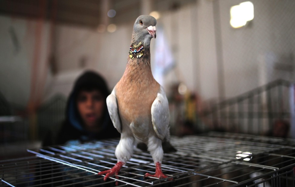 Pigeons exhibitition in Gaza City