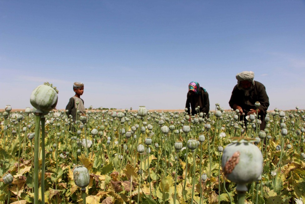Afghanistan Poppy cultivation